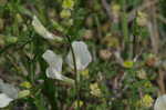 Large yellow vetch